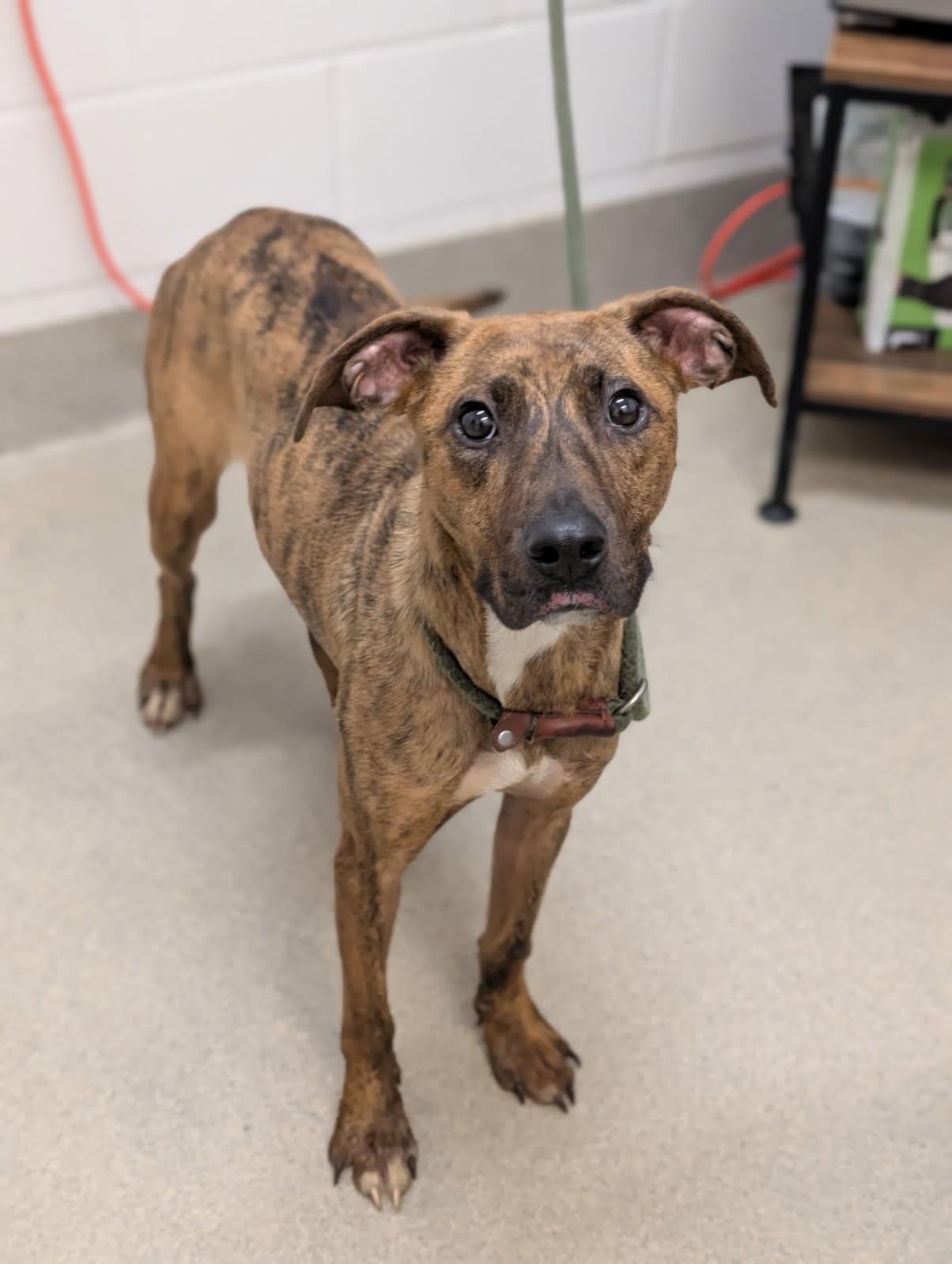 Enlarge Delroy, a Adoptable mixed breed in Mount Vernon, OH image 2/2