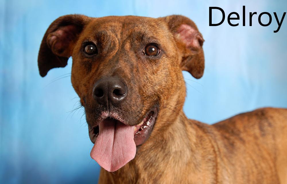 Enlarge Delroy, a Adoptable mixed breed in Mount Vernon, OH image 1/2