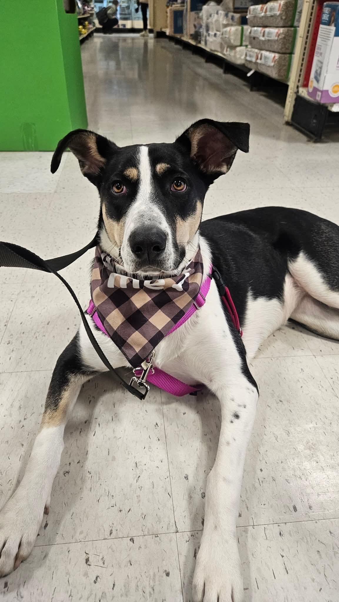 Enlarge Jade, a Adoptable mixed breed in Appin, ON image 6/6