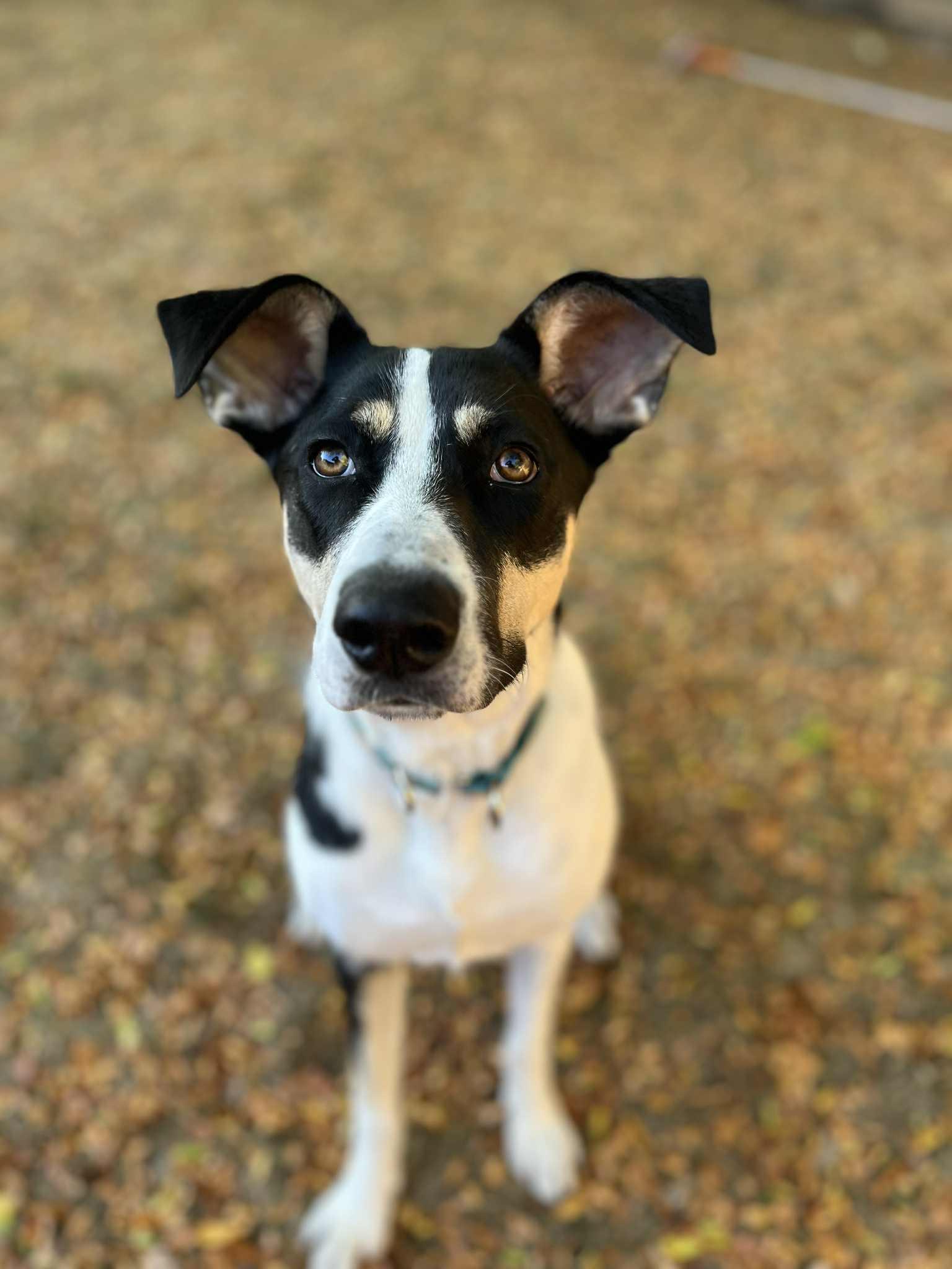 Enlarge Jade, a Adoptable mixed breed in Appin, ON image 2/6