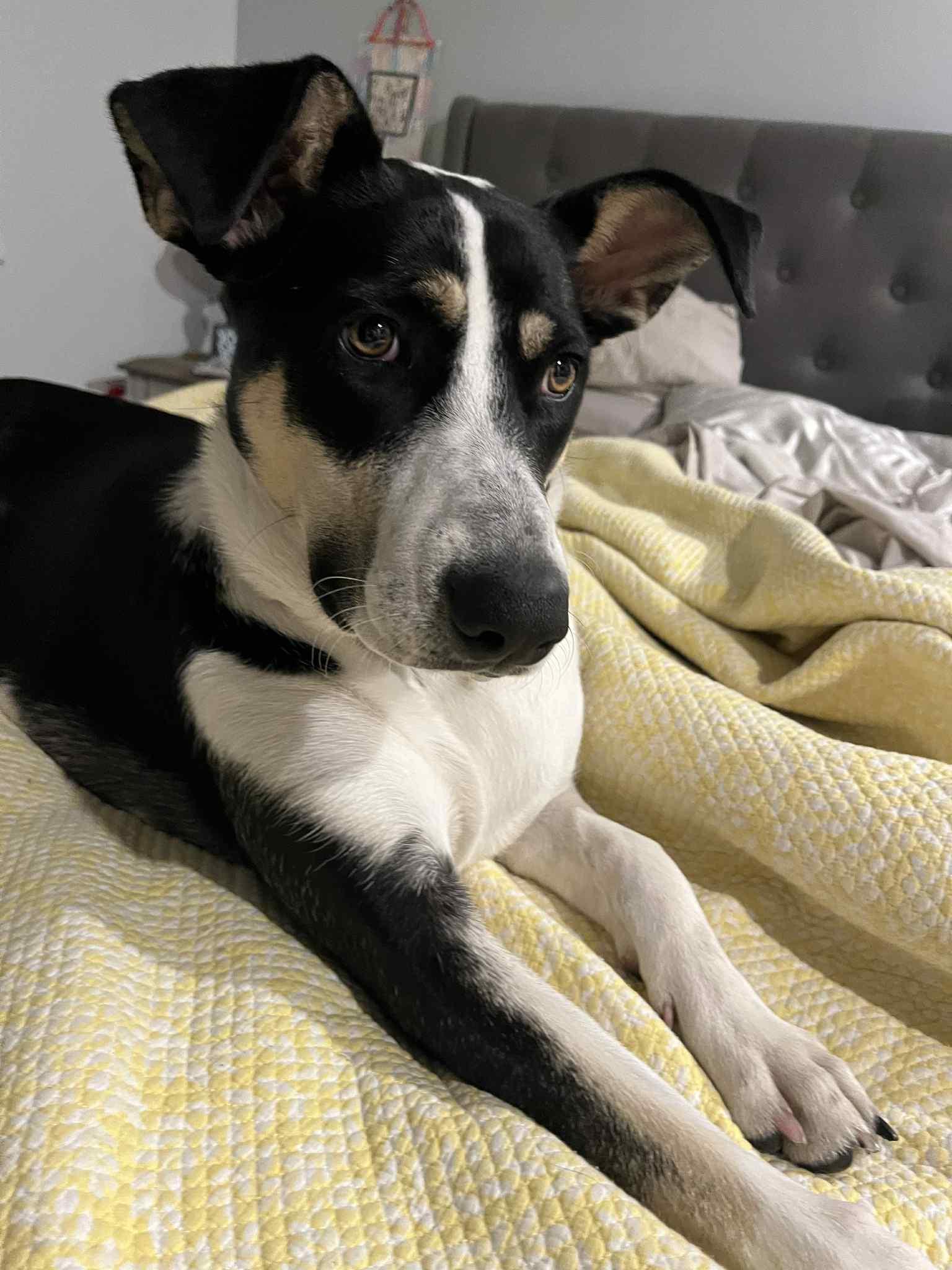 Enlarge Jade, a Adoptable mixed breed in Appin, ON image 3/6