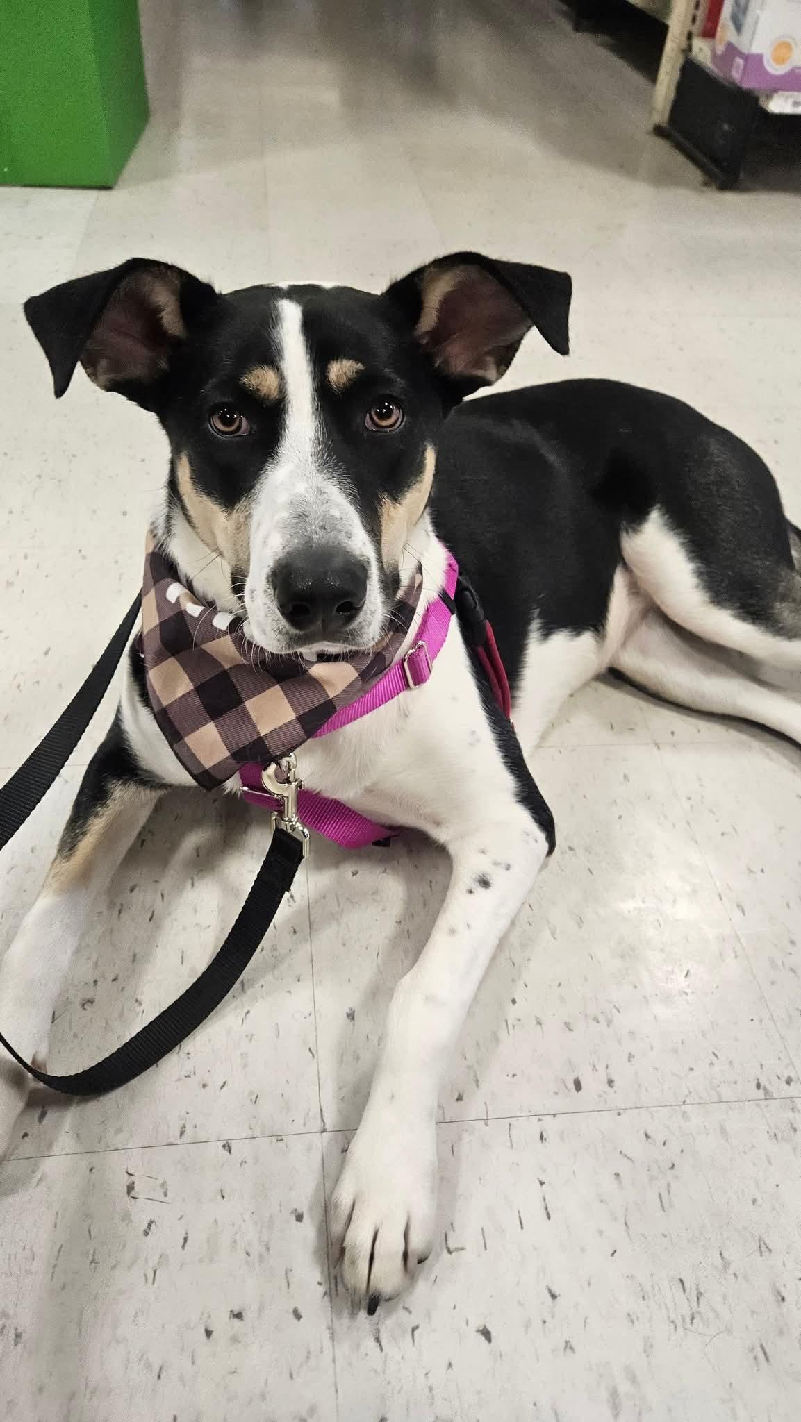 Enlarge Jade, a Adoptable mixed breed in Appin, ON image 1/6