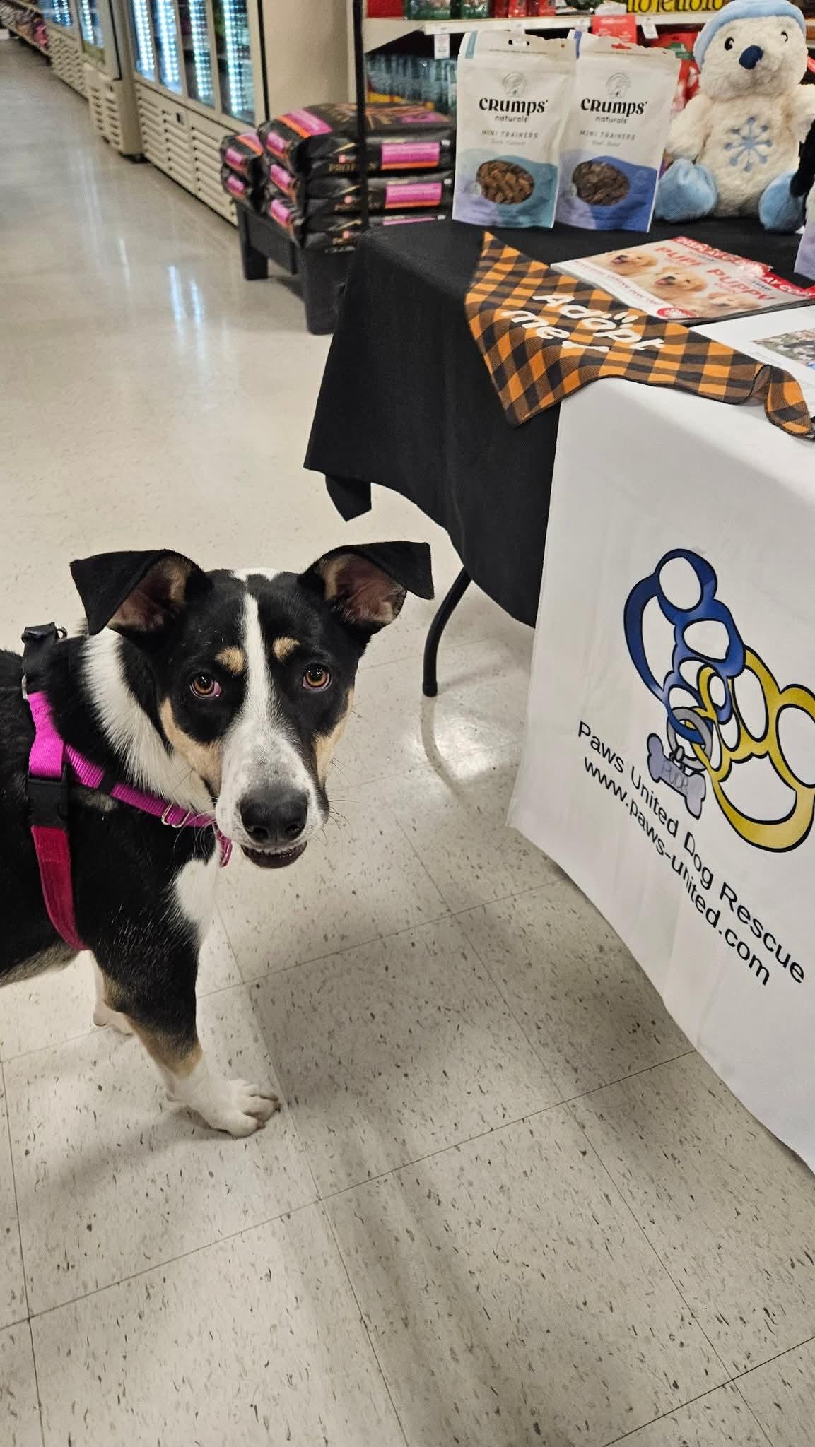 Enlarge Jade, a Adoptable mixed breed in Appin, ON image 4/6