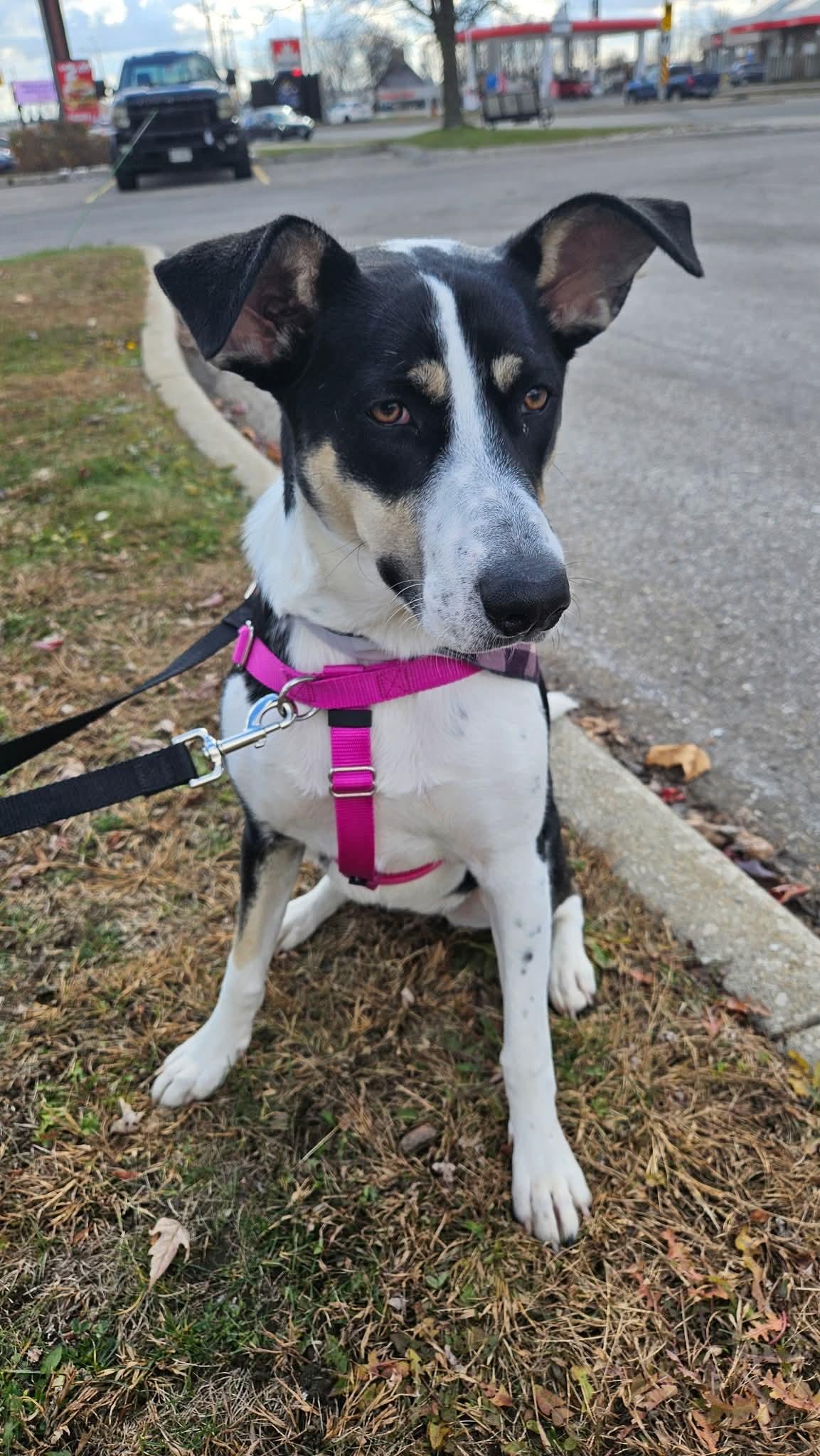 Enlarge Jade, a Adoptable mixed breed in Appin, ON image 5/6