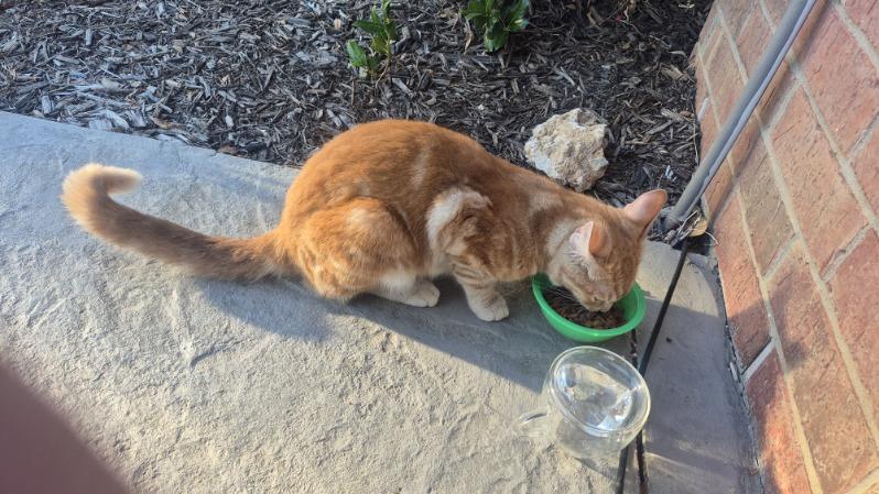 Enlarge Honey, a Adoptable Domestic Short Hair in Plano, TX image 3/5