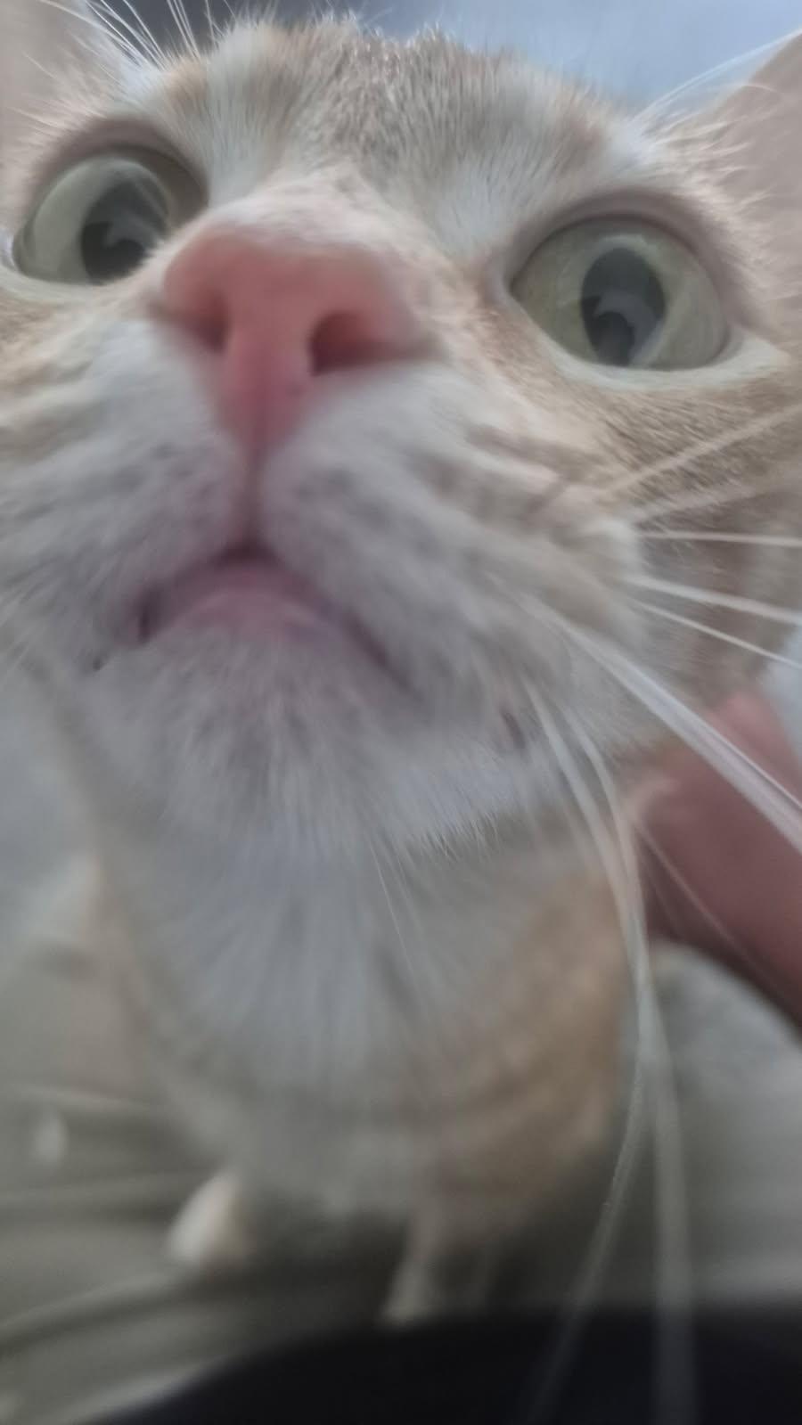 Enlarge Honey, a Adoptable Domestic Short Hair in Plano, TX image 4/5