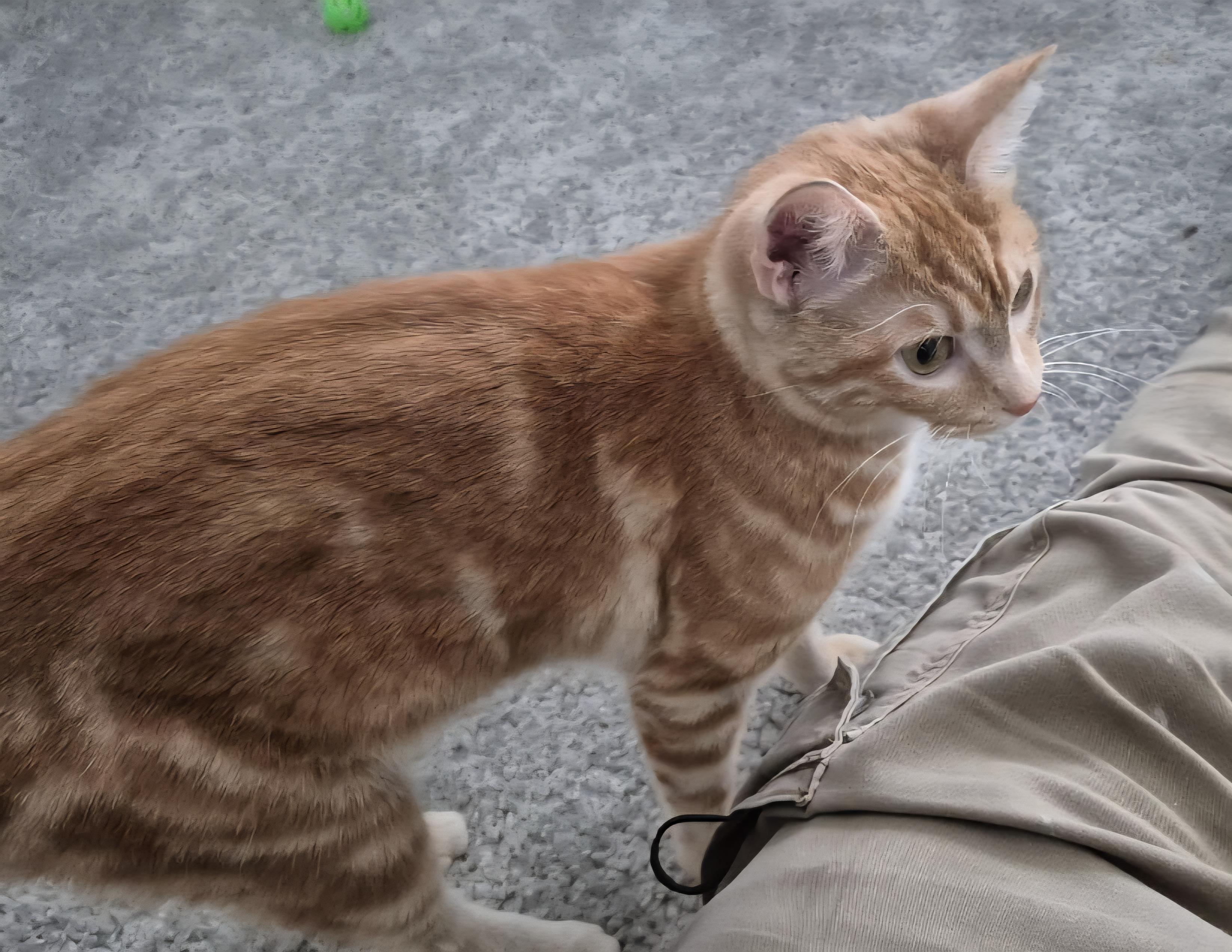 Enlarge Honey, a Adoptable Domestic Short Hair in Plano, TX image 1/5