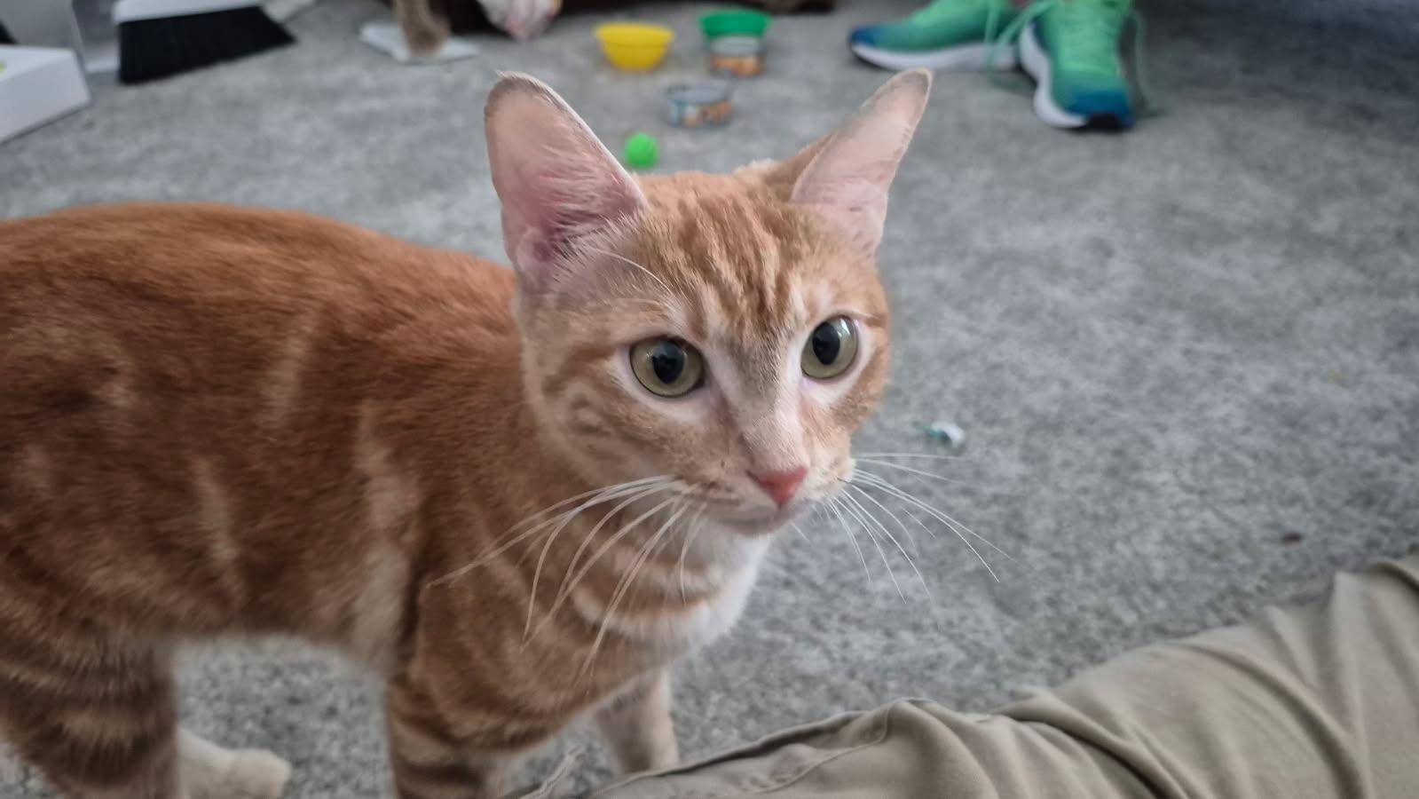 Enlarge Honey, a Adoptable Domestic Short Hair in Plano, TX image 2/5