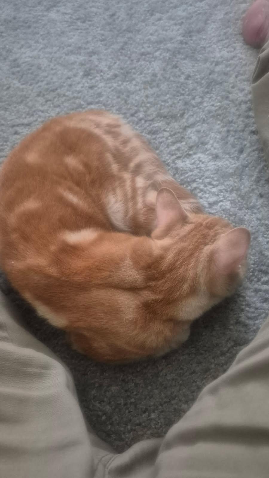 Enlarge Honey, a Adoptable Domestic Short Hair in Plano, TX image 5/5