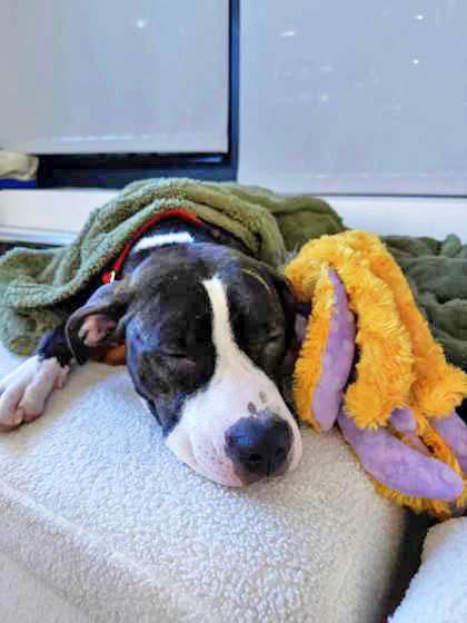 Dora, Adoptable, Adult Female Pit Bull Terrier & Mixed Breed.