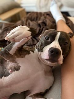 Enlarge Dora, a Adoptable mixed breed in Chicago, IL image 2/3