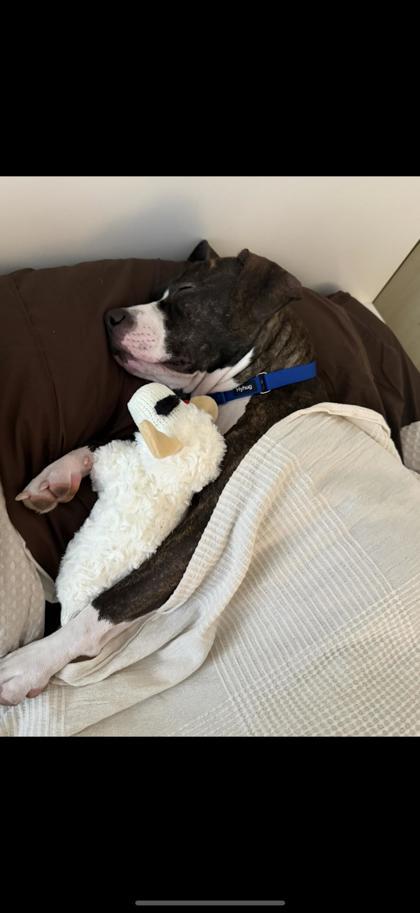 Enlarge Dora, a Adoptable mixed breed in Chicago, IL image 3/3