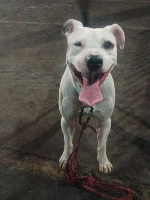 Enlarge Bullseye, a ADOPTABLE Pit Bull Terrier in Phoenix, OR image 4/6