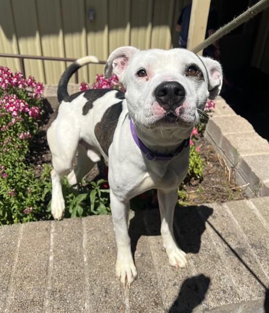 Enlarge Bullseye, a ADOPTABLE Pit Bull Terrier in Phoenix, OR image 5/6