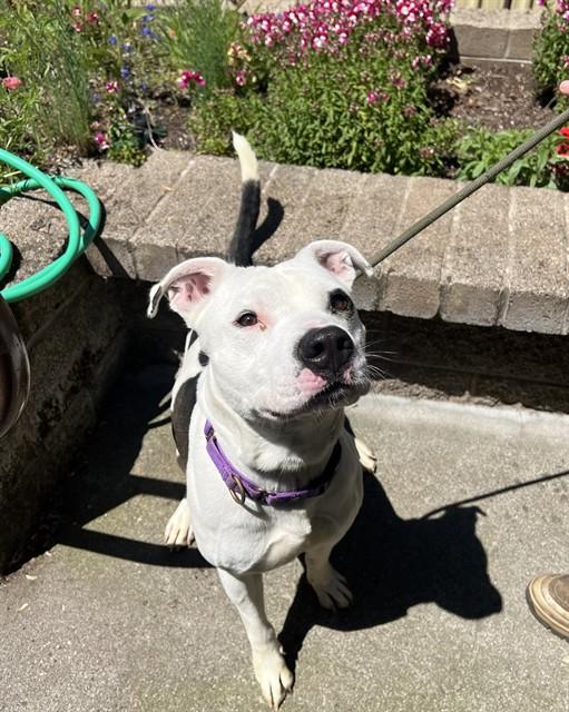 Enlarge Bullseye, a ADOPTABLE Pit Bull Terrier in Phoenix, OR image 3/6