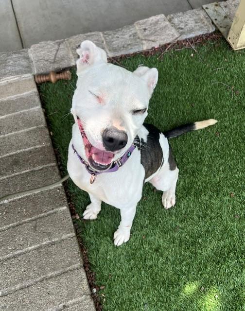 Bullseye, ADOPTABLE, Young Male Pit Bull Terrier.