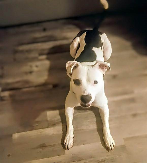 Bullseye, ADOPTABLE, Young Male Pit Bull Terrier.