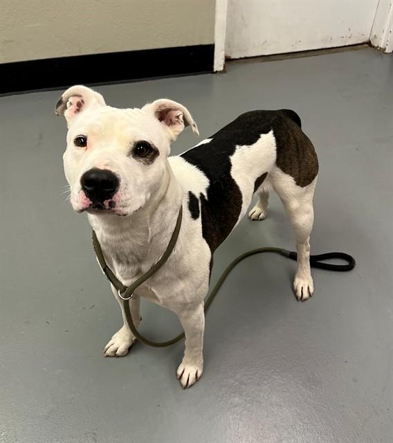 Enlarge Bullseye, a ADOPTABLE Pit Bull Terrier in Phoenix, OR image 2/6
