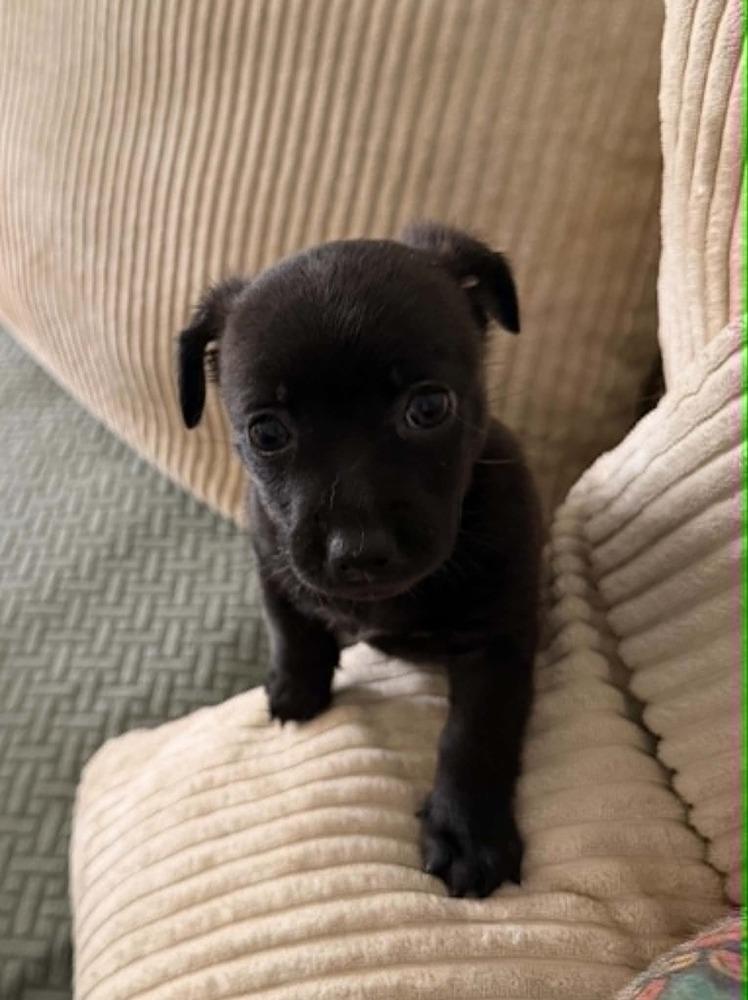 Kona, Adoptable, Puppy Female Chihuahua.