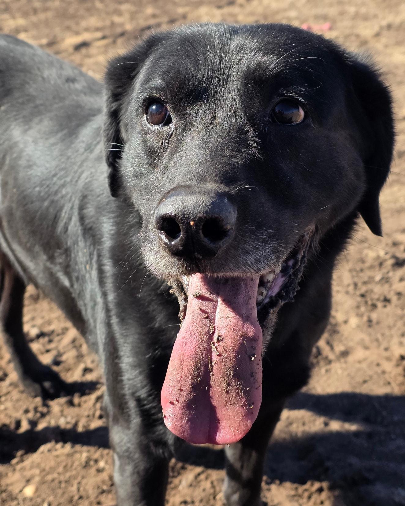 Yip, ADOPTABLE, Senior Male Labrador Retriever.