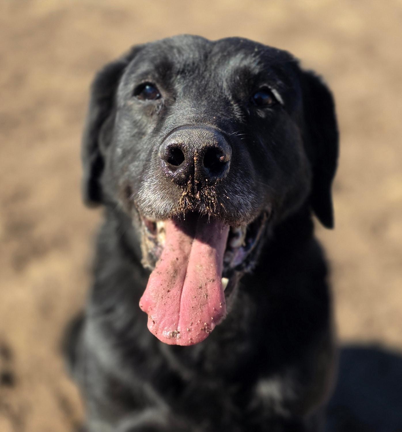 Enlarge Yip, a ADOPTABLE Labrador Retriever in Springerville, AZ image 2/2