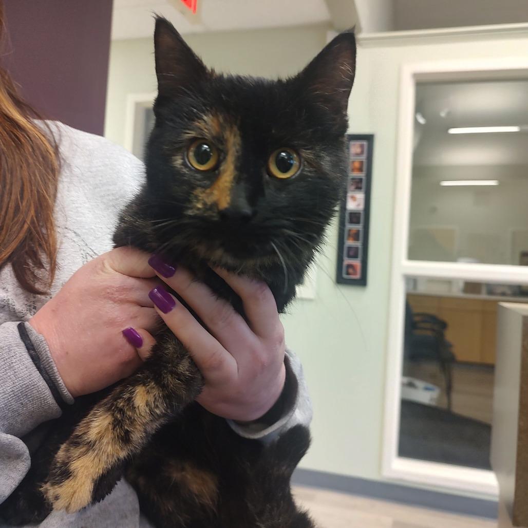 Mazda, Adoptable, Young Female Domestic Short Hair.