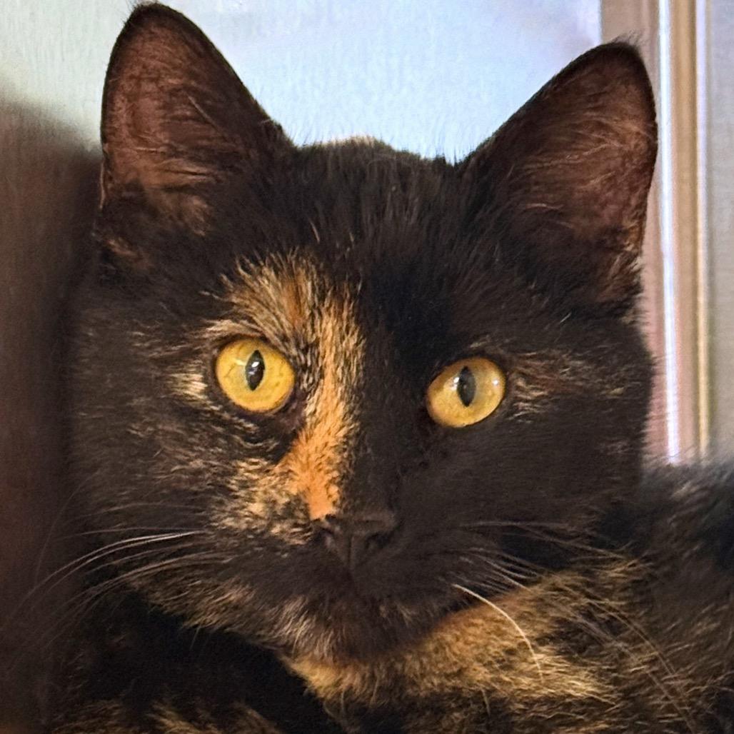 Enlarge Mazda, a Adoptable Domestic Short Hair in Ottawa, KS image 1/1