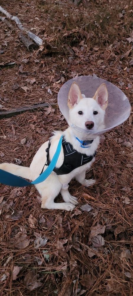 BeeGee, Adopted, Puppy Male Shepherd & Labrador Retriever.
