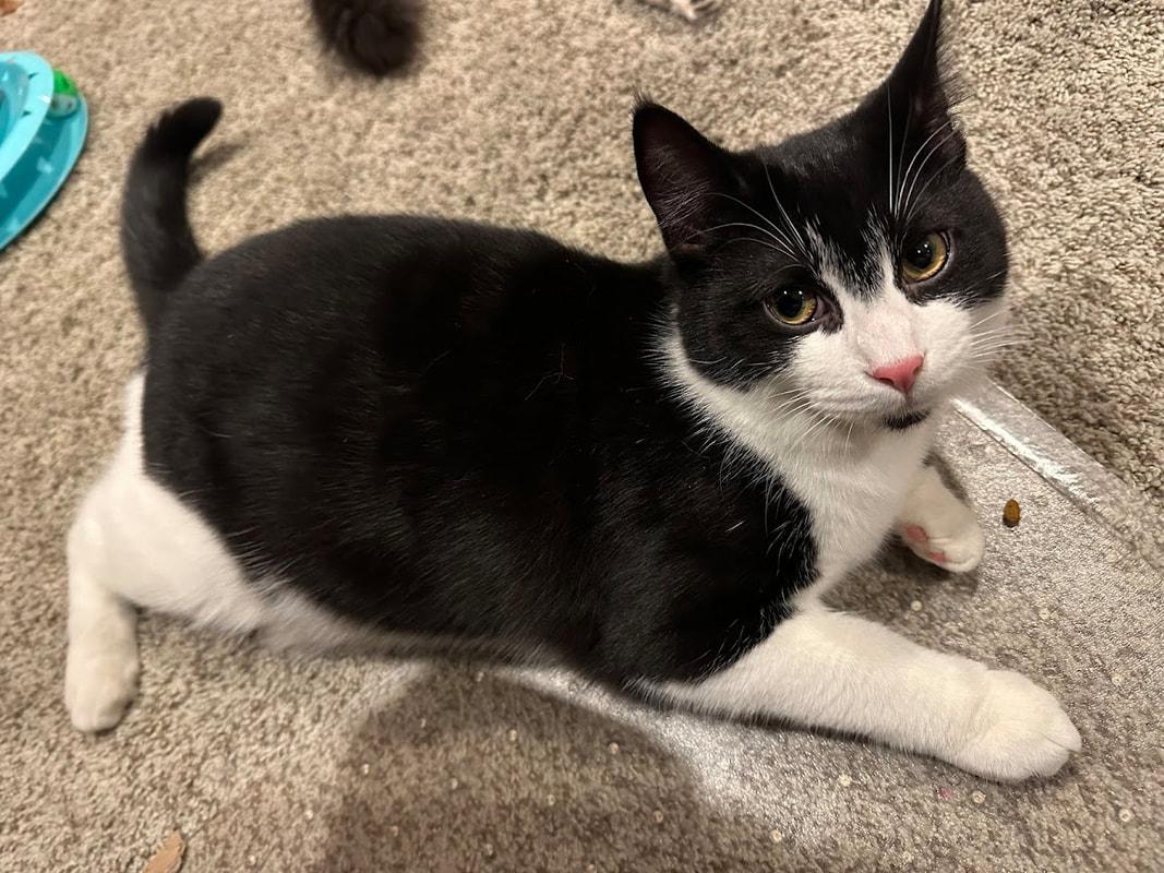 Goff (coming soon!), adopted, Kitten Male Domestic Short Hair.