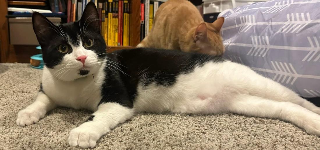 Enlarge Goff (coming soon!), an adopted Domestic Short Hair in Kalamazoo, MI image 3/3