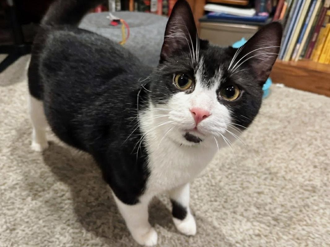 Enlarge Goff (coming soon!), an adopted Domestic Short Hair in Kalamazoo, MI image 2/3