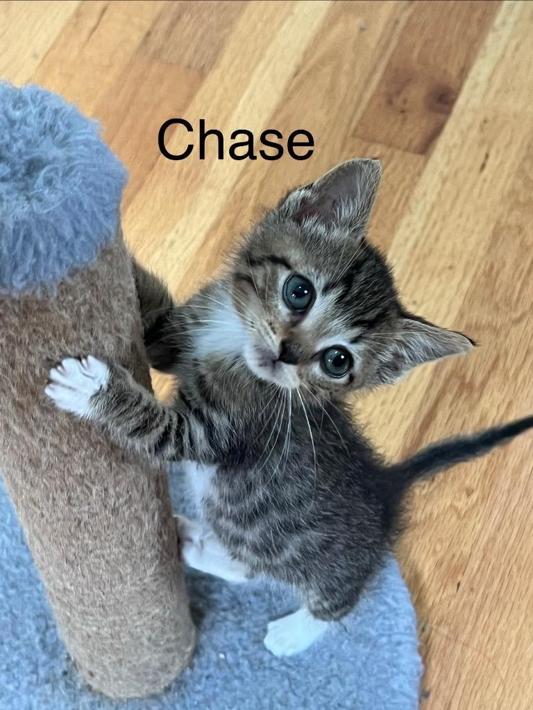 Chase, Adoptable, Kitten Male Domestic Short Hair.
