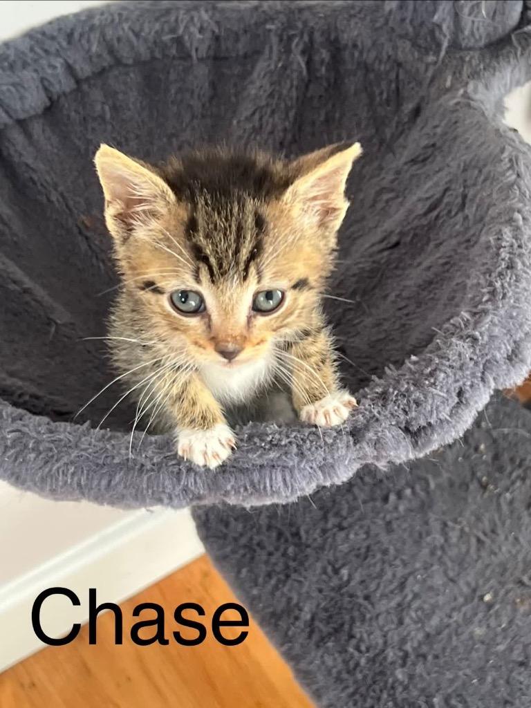 Enlarge Chase, a Adoptable mixed breed in Johnson City, TN image 2/6
