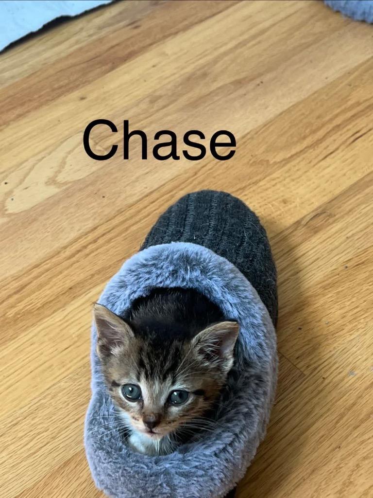 Enlarge Chase, a Adoptable mixed breed in Johnson City, TN image 3/6
