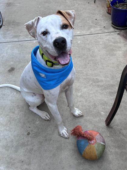 Sammy, Adoptable, Adult Male Mixed Breed & Mixed Breed.