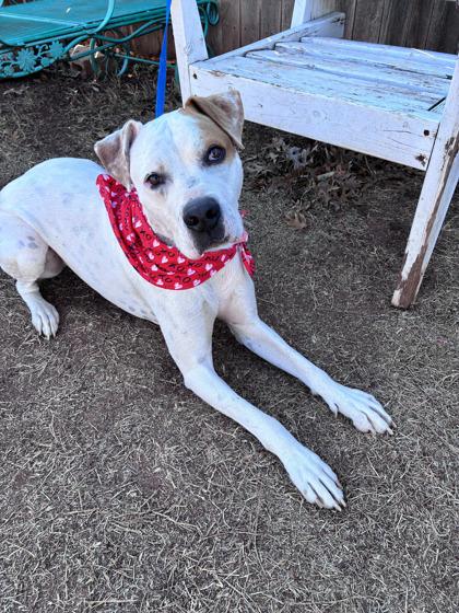 Sammy, a Adoptable mixed breed in Oklahoma City, OK image 2/3