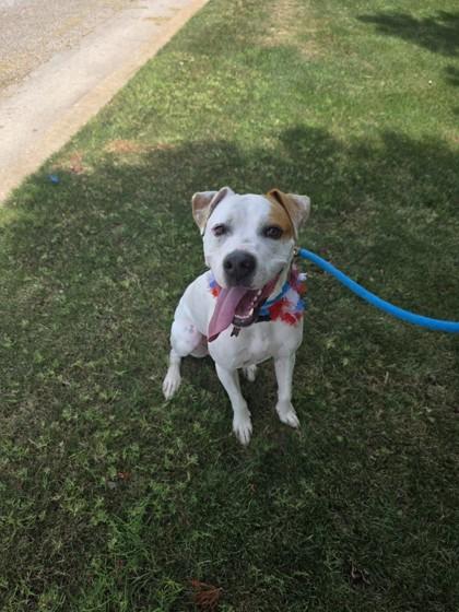 Sammy, a Adoptable mixed breed in Oklahoma City, OK image 3/3