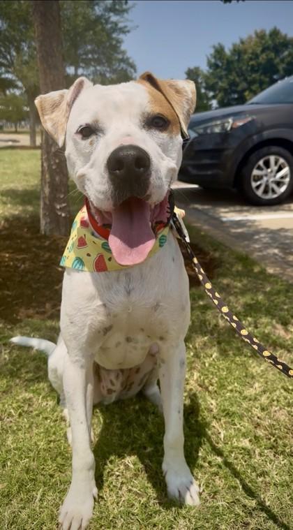 Enlarge Sammy, a Adoptable mixed breed in Oklahoma City, OK image 2/3