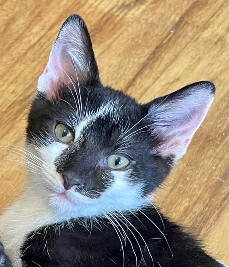 Kung Fu, Adopted, Kitten Male Domestic Short Hair.