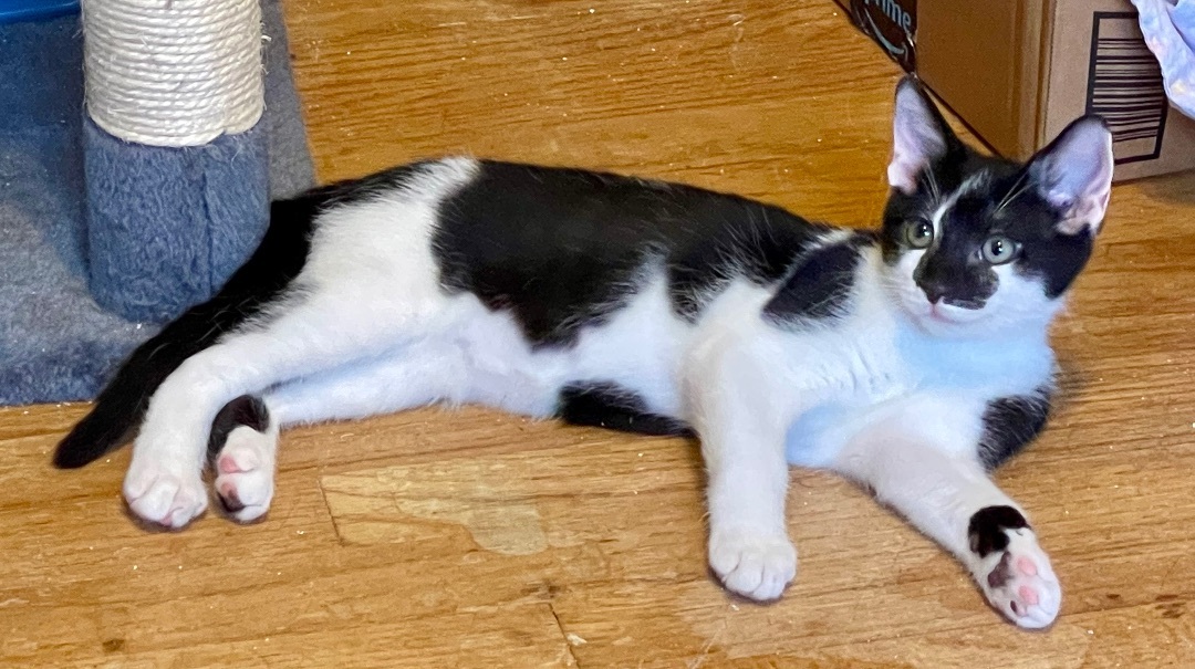 Enlarge Kung Fu, a Adopted Domestic Short Hair in Frewsburg, NY image 2/8