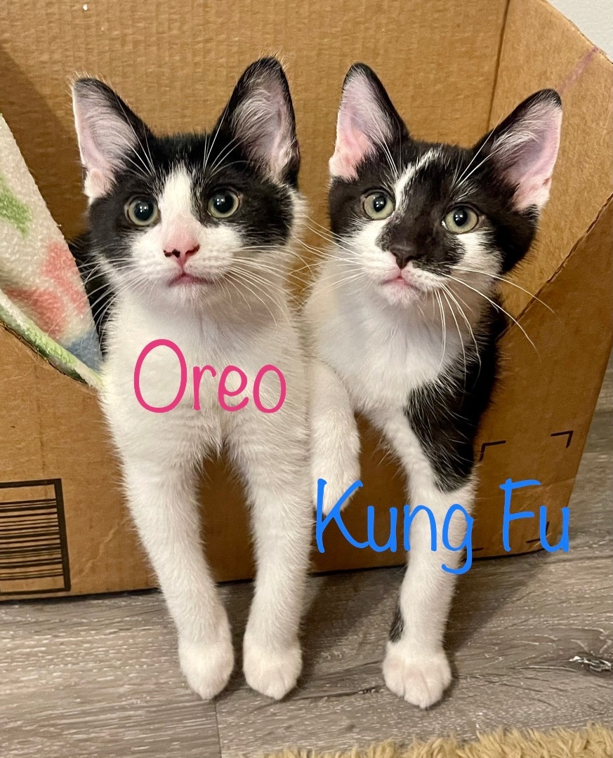 Enlarge Kung Fu, a Adopted Domestic Short Hair in Frewsburg, NY image 3/8