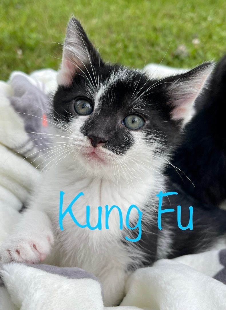 Enlarge Kung Fu, a Adopted Domestic Short Hair in Frewsburg, NY image 4/8