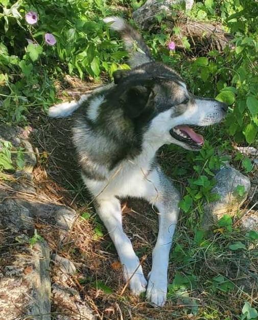 BUDDY, Adoptable, Young Male Siberian Husky & Mixed Breed.