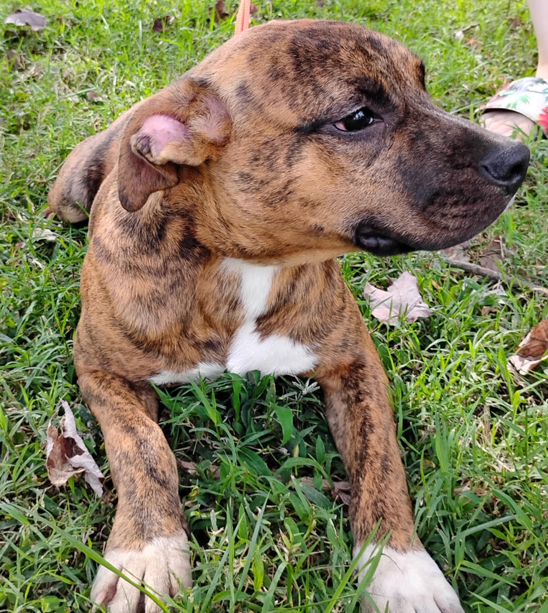 Enlarge Xavier Jayden, an adopted mixed breed in Norfolk, VA image 5/6