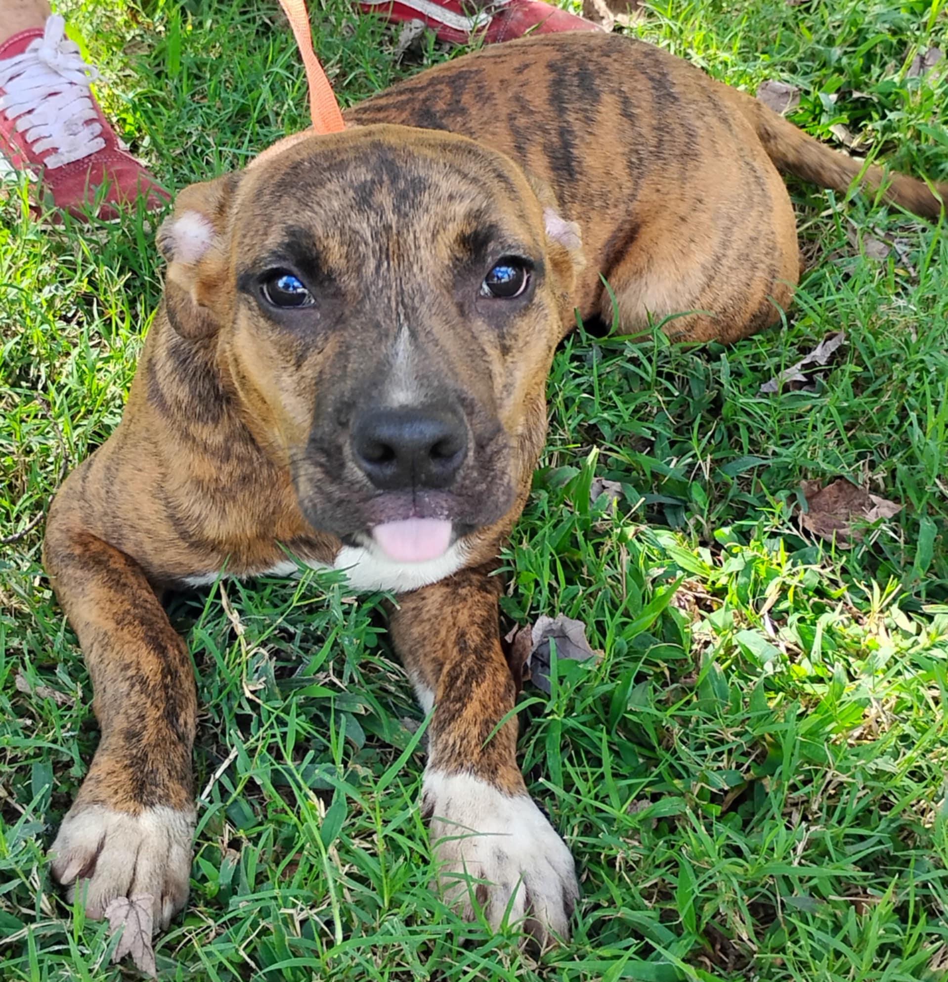 Enlarge Xavier Jayden, an adopted mixed breed in Norfolk, VA image 3/6