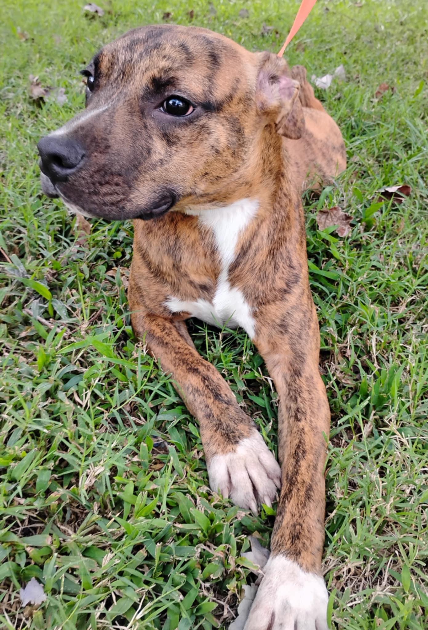 Enlarge Xavier Jayden, an adopted mixed breed in Norfolk, VA image 4/6