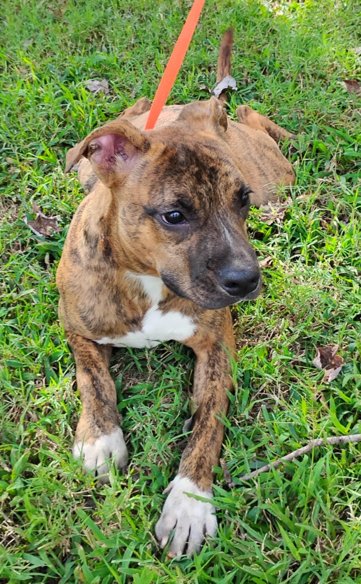 Xavier Jayden, adopted, Puppy Male American Staffordshire Terrier.