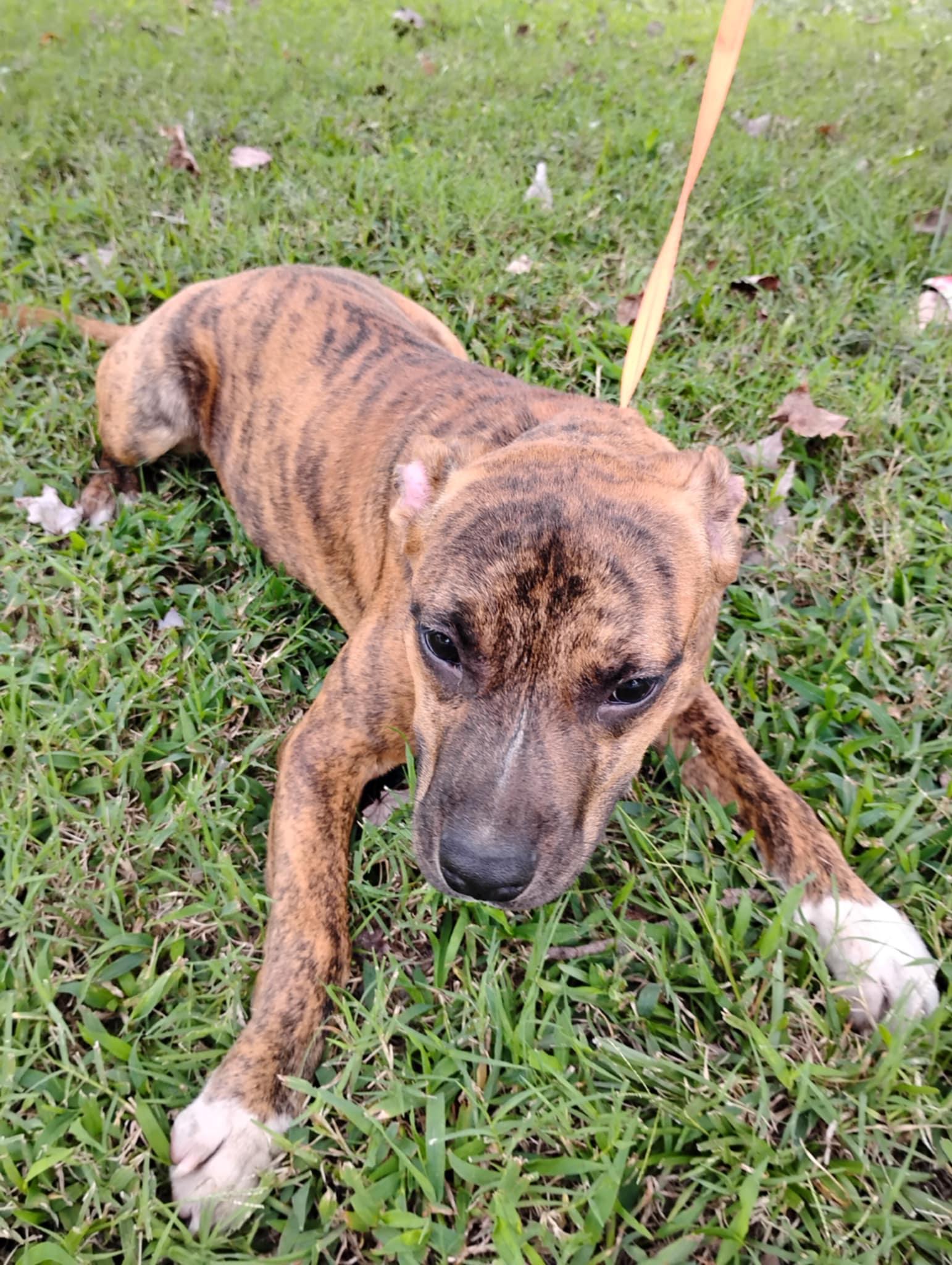Enlarge Xavier Jayden, an adopted mixed breed in Norfolk, VA image 6/6