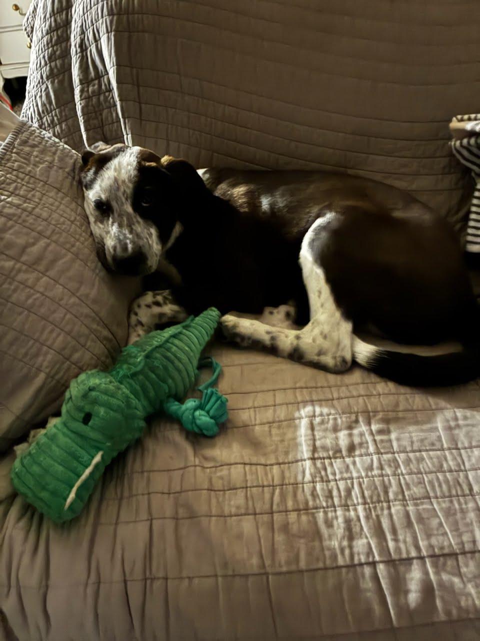 Enlarge Tim McGraw, a Adoptable mixed breed in TULSA, OK image 3/3