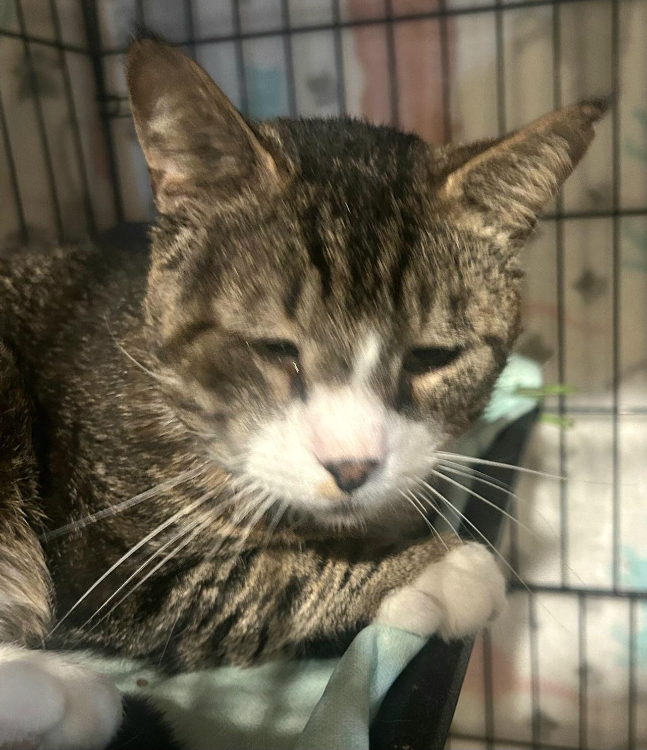 Teddy, ADOPTABLE, Senior Male Tabby.